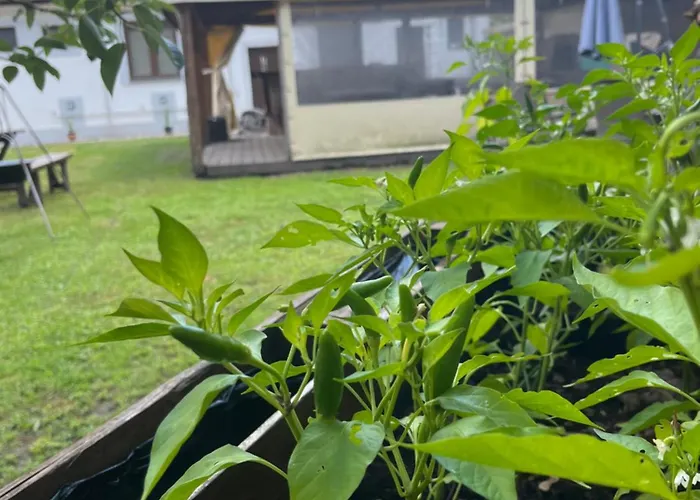 - Garden - Vendeghaz 2 아파트 *